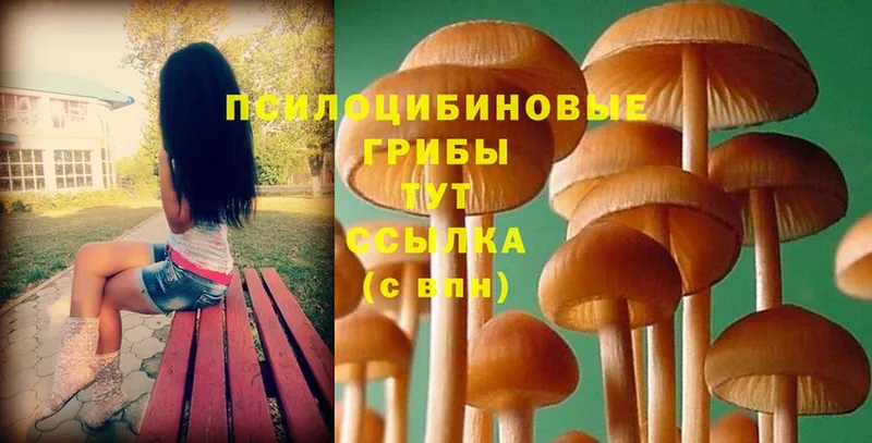 Галлюциногенные грибы MAGIC MUSHROOMS как найти наркотики Аткарск